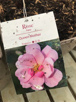 Rose - Queen Mother